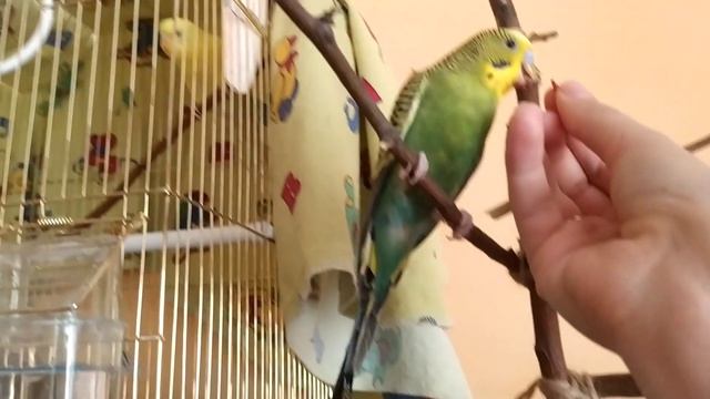 Попугайчики приручение ,адаптация ,Тоша и Дюша.