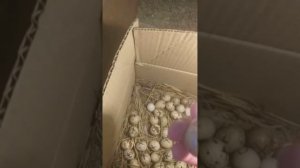 Вылуп перепелов начался