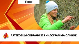 АРТЕКОВЦЫ СОБРАЛИ 223 КИЛОГРАММА ОЛИВОК