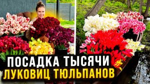 ПОСАДКА ТЫСЯЧИ ЛУКОВИЦ ТЮЛЬПАНОВ НА МОЁМ УЧАСТКЕ ОСЕНЬЮ | Составление цветочных композиций