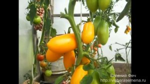 Сорт помидоров Золотой петушок.