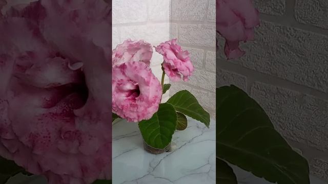#геснериевые #глоксиниипочтой #глоксиния #красиво #цветынаокне #цветы #домашниецветы #фиалки #весна