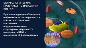 Причины повреждения клеток