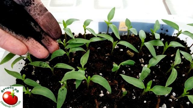 Просто сыплю под рассаду и она никогда не болеет.