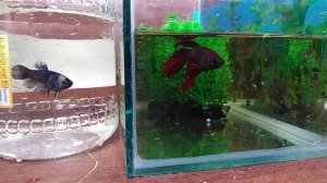 Отсадил петушка на нерест.