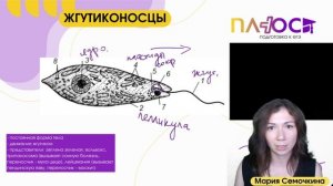 Простейшие | Полный урок | Плюс