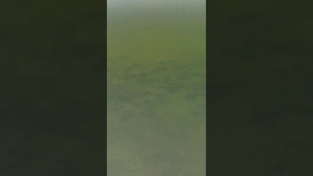 В Субботний день охота не удалась,рыба не активна#slingshotfishing #охотанарогатку #охотасрогаткой смотреть онлайн