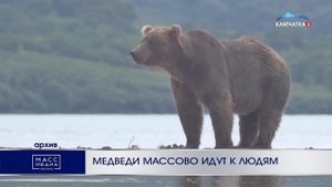МЕДВЕДИ МАССОВО ИДУТ К ЛЮДЯМ | Новости Камчатки | Масс Медиа