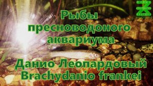 Данио Леопардовый