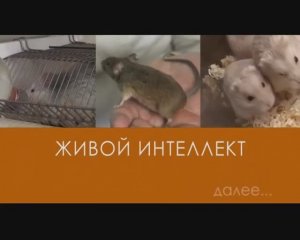"живой интеллект" /видео для внутреннего пользования, публичное размещение запрещено/