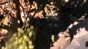 Сорт винограда "Заграва" сезон 2015