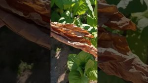 11.07.24г Первая ломка Basma Jebel.