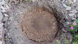 Исправляю ошибки в миксбордере. Посадка гортензии. Посадка лаванды