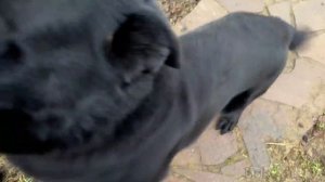 МЕЙН-КУН МЕЛИССА ПЛАНИРУЕТ ПОБЕГ / Бобр растолстел