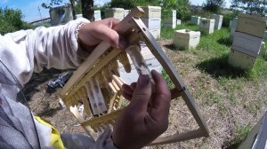 Результат вывода маток в шприцах 2016.