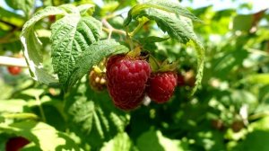 Малина завалит вас урожаем крупной малины! Подкормка малины для большого урожая!