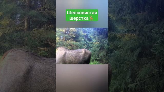 Шелковистая шерстка #лось #лоси #звери #фотоохота #звериныйрепортёр #тайга #лес #охота #путешествия