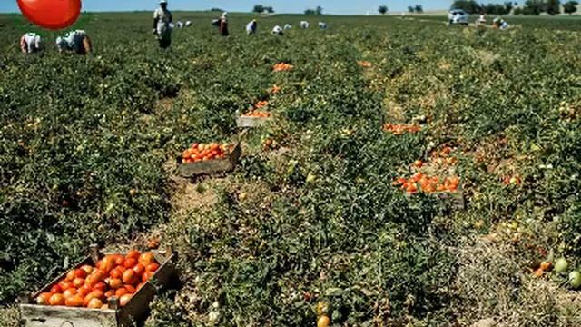 Селекционер Сараев Павел Яковлевич