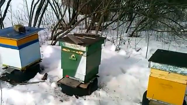 Выставка пчёл 2017 год. осмотр пчёл зимой.