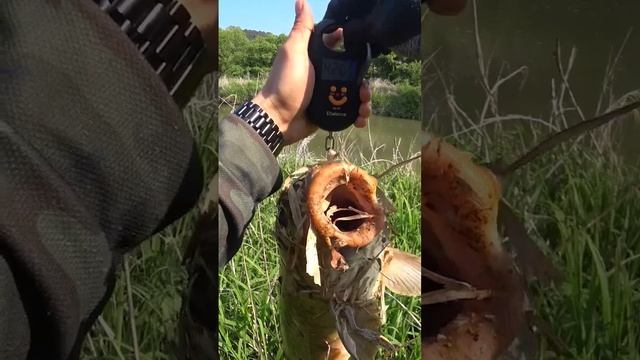 сазан 4 кг #рыбалкасрогаткой #slingshotfishing #сазан #bowfishing #dartfishing #охотанарогатку смотреть онлайн