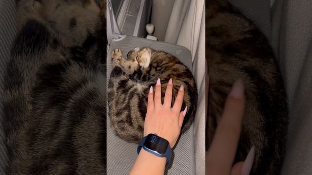 Шотландская вислоухая кошка спит 🐱😺