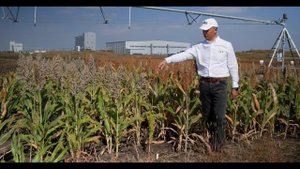 Сорго - культура возможностей