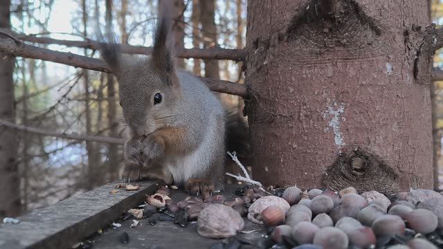 Белка в ельнике наелась и прячет фундук