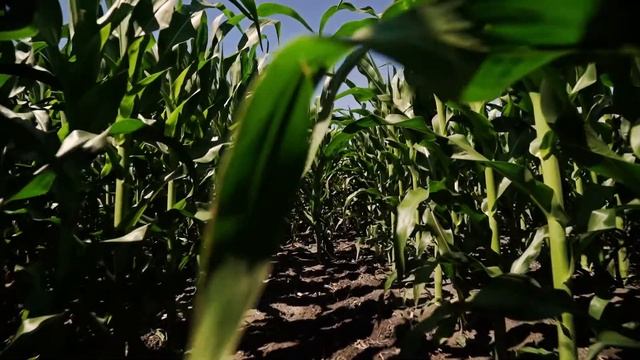 PROVEN 40 - A Productive and Weatherproof Source of Nitrogen смотреть онлайн