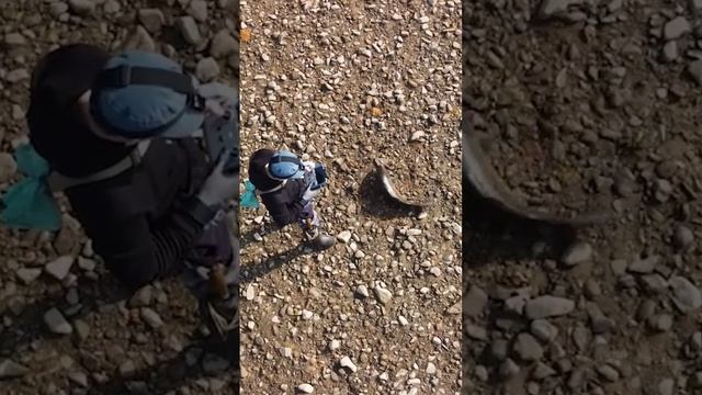 выслеживаю сазана с дрона #slingshotfishing #охотанарогатку #сазан #рыбалкасрогаткой #bowfishing смотреть онлайн