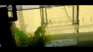 Ч 32 Аквариум Нерестовик Мальки моллинезии