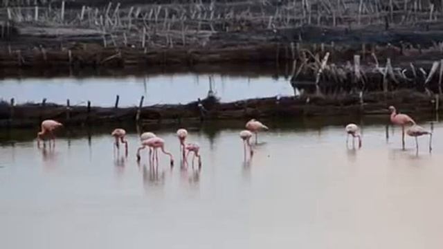 Fauna and Flora Uganda/Rwanda смотреть онлайн