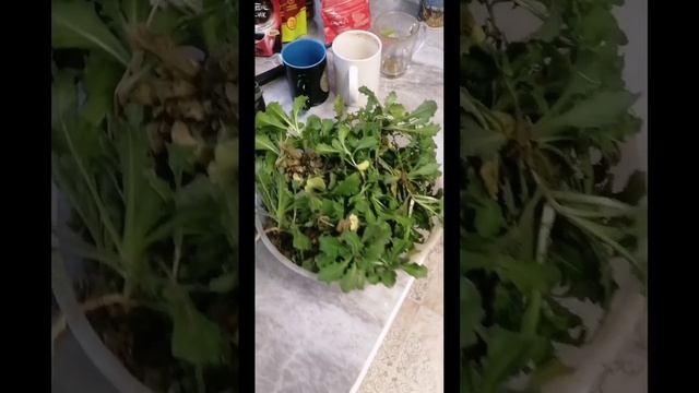 Размножение Арабиса