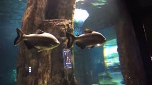 Русалка .Москвариум. ВДНХ.