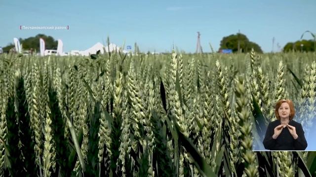 День поля ООО "Заря"