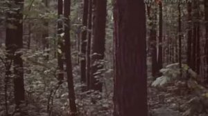 Киножурнал "Хочу всё знать" Выпуск №148 1982 г СССР