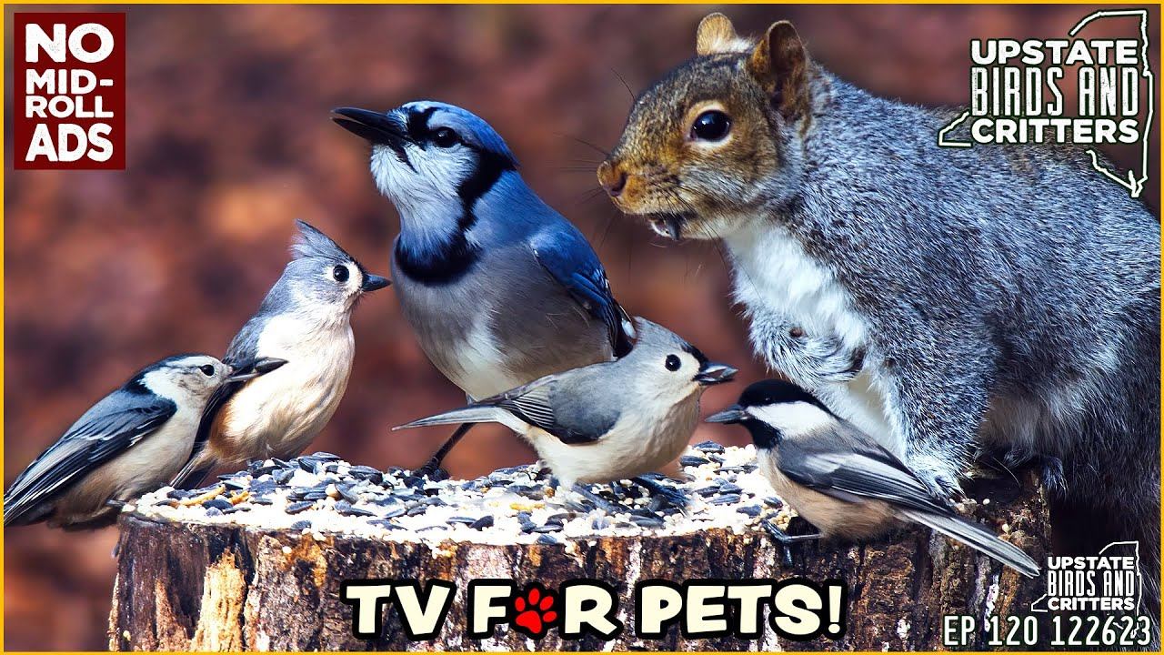 Cat TV 🐱 Dog TV 🐶 Upstate Birds And Critters: Ep 120 — 122623 No Ads смотреть онлайн