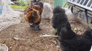 кого только не встетишь на #урал е #китайские #куры