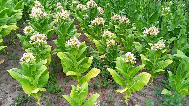 Табак. 10 недель в грунте. Ксанти, Символ-4,Берли 9,Краснодар,38,QY-15/ смотреть онлайн