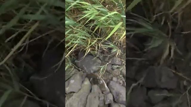 пелегас #рыбалкасрогаткой #slingshotfishing #охотанарогатку смотреть онлайн