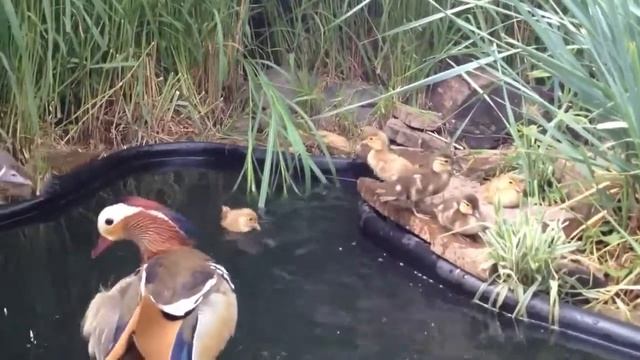 Первый раз вижу утку мандаринку смотреть онлайн