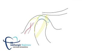 АНАТОМИЯ ВНЧС | БИЛАМИНАРНАЯ ЗОНА | ОСНОВА ГНАТОЛОГИИ