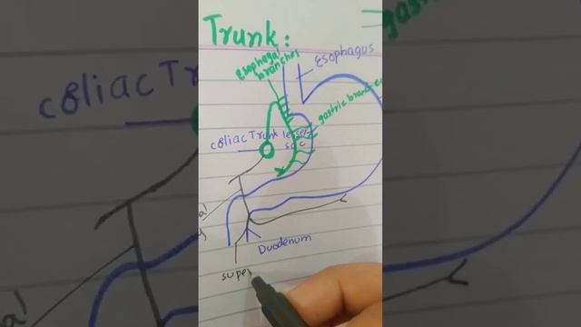 Anatomy || Common hepatic Artery || Coeliac Trunk || Part 3 || AMK