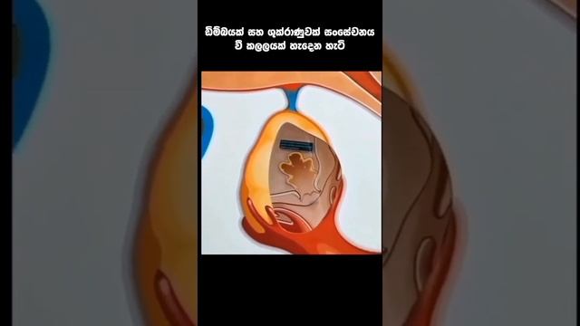 Explanation of the Human Fertilization process in digital technology - Biology Human Reproduction