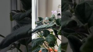 Начало цветения Плектрантус «Мона Лавандер»