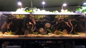 Биотопный аквариум с дикими дискусами от Mrrobxc Mfk