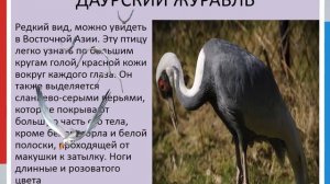 Видеопрезентация «Журавли»