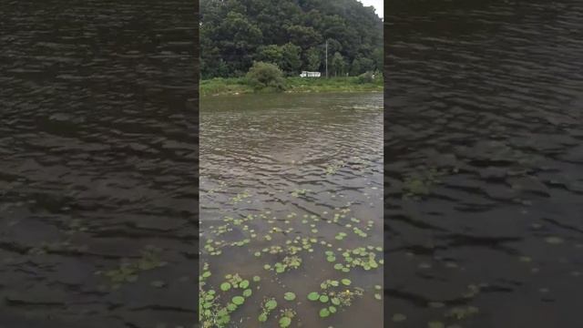 охота с рогатки на сазана #рыбалкасрогаткой #slingshotfishing #охотанарогатку #сазан #chingu #чингу смотреть онлайн