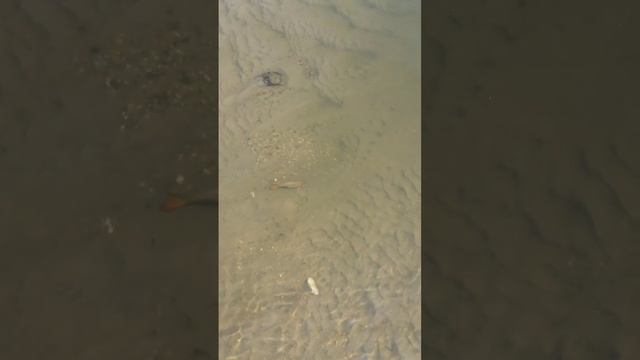 в поисках сазана,рыбалка с рогаткой #рыбалкасрогаткой #slingshotfishing #охота #чингу #chingu смотреть онлайн