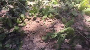 Постройте самый секретный подземный бамбуковый дом под бассейном в лесу