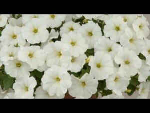 Петуния вегетативная Ray White 1378 #новосибирск #петуния #черенки